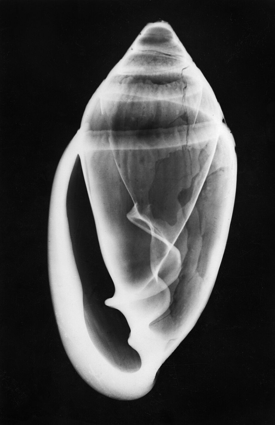 Fritz Block: Ellobium aurismidae (Midasohr), Röntgenaufnahme, 1931 © Deutsche Fotothek / Fritz Block 