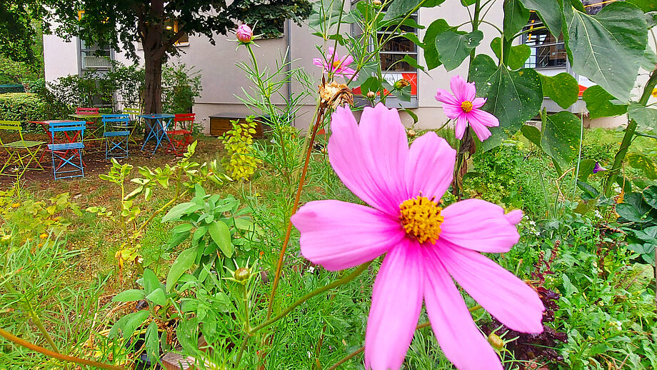 Cosmea-Blume im Gemeinschaftsgarten
