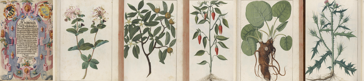 Ausstellung in der Schatzkammer: Blühende Bücher - Botanische Kostbarkeiten aus der SLUB